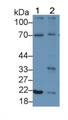 Interleukin 18 (IL18) Polyclonal Antibody, CAU30899