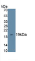 Interleukin 18 (IL18) Polyclonal Antibody, CAU30901