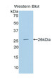 Laminin (LN) Polyclonal Antibody, CAU30922