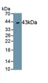 Macrophage Inflammatory Protein 3 Beta (MIP3b) Polyclonal Antibody, CAU30934