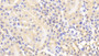 DAB staining on IHC-P; Samples: Mouse Kidney Tissue;  Primary Ab: 20μg/ml Rabbit Anti-Mouse MMP1 Antibody Second Ab: 2µg/mL HRP-Linked Caprine Anti-Rabbit IgG Polyclonal Antibody 