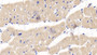 DAB staining on IHC-P; Samples: Human Cardiac Muscle Tissue; Primary Ab: 20µg/ml Rabbit Anti-Human OPG Antibody Second Ab: 2µg/mL HRP-Linked Caprine Anti-Rabbit IgG Polyclonal Antibody