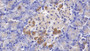 DAB staining on IHC-P; Samples: Human Pancreas Tissue; Primary Ab: 20µg/ml Rabbit Anti-Human OPG Antibody Second Ab: 2µg/mL HRP-Linked Caprine Anti-Rabbit IgG Polyclonal Antibody