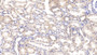 DAB staining on IHC-P; Samples: Bovine Kidney Tissue; Primary Ab: 20µg/ml Rabbit Anti-Bovine VEGFD Antibody Second Ab: 2µg/mL HRP-Linked Caprine Anti-Rabbit IgG Polyclonal Antibody