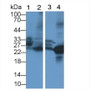 Neutrophil Elastase (NE) Polyclonal Antibody, CAU30980