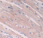 Used in DAB staining on fromalin fixed paraffin- embedded Kidney tissue