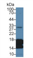 Histone H3 (H3) Polyclonal Antibody, CAU31026