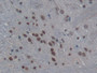 DAB staining on IHC-P; Samples: Rat Cerebrum Tissue; Primary Ab: 20µg/ml Rabbit Anti-Rat H3 Antibody Second Ab: 2µg/mL HRP-Linked Caprine Anti-Rabbit IgG Polyclonal Antibody