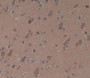 Used in DAB staining on fromalin fixed paraffin- embedded brain tissue