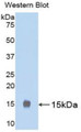 Luteinizing Hormone (LH) Polyclonal Antibody, CAU31065