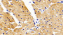 DAB staining on IHC-P; Samples: Rabbit Cardiac Muscle Tissue;  Primary Ab: 10μg/ml Cavia Anti-Rabbit MMP9 Antibody Second Ab: 2µg/mL HRP-Linked Rabbit Anti-Cavia IgG Polyclonal Antibody 