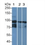 Complement Factor H (CFH) Polyclonal Antibody, CAU31175