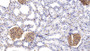 DAB staining on IHC-P; Samples: Rat Kidney Tissue;  Primary Ab: 30µg/ml Rabbit Anti-Rat PCX Antibody Second Ab: 2µg/mL HRP-Linked Caprine Anti-Rabbit IgG Polyclonal Antibody 