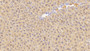 DAB staining on IHC-P; Samples: Mouse Liver Tissue; Primary Ab: 20µg/ml Rabbit Anti-Mouse CGRP Antibody Second Ab: 2µg/mL HRP-Linked Caprine Anti-Rabbit IgG Polyclonal Antibody