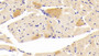 DAB staining on IHC-P; Samples: Mouse Cardiac Muscle Tissue;  Primary Ab: 20µg/ml Rabbit Anti-Mouse CGRP Antibody Second Ab: 2µg/mL HRP-Linked Caprine Anti-Rabbit IgG Polyclonal Antibody 