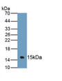 Mucin 3 (MUC3) Polyclonal Antibody, CAU31336