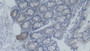 DAB staining on IHC-P; Samples: Mouse Small intestine Tissue;  Primary Ab: 20µg/ml Rabbit Anti-Mouse DEFa11 Antibody Second Ab: 2µg/mL HRP-Linked Caprine Anti-Rabbit IgG Polyclonal Antibody 