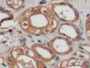 DAB staining on IHC-P; Samples: Human Kidney Tissue;  Primary Ab: 10µg/ml Rabbit Anti-Human ACTb Ant