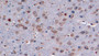 DAB staining on IHC-P; Samples: Rabbit Cerebrum Tissue; Primary Ab: 10µg/ml Cavia Anti-Rabbit MSE Antibody Second Ab: 2µg/mL HRP-Linked Rabbit Anti-Cavia IgG Polyclonal Antibody