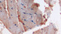 DAB staining on IHC-P; Samples: Rabbit Skeletal muscle Tissue; Primary Ab: 10µg/ml Cavia Anti-Rabbit MSE Antibody Second Ab: 2µg/mL HRP-Linked Rabbit Anti-Cavia IgG Polyclonal Antibody