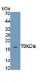 Heat Shock 10kDa Protein 1 (HSP10) Polyclonal Antibody, CAU31417