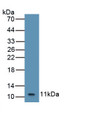 Chemokine (C-X-C Motif) Ligand 2 (CXCL2) Polyclonal Antibody, CAU31423