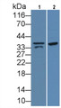 Myostatin (MSTN) Polyclonal Antibody, CAU31433