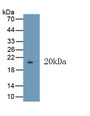 Vascular Endothelial Growth Factor 165 (VEGF165) Polyclonal Antibody, CAU31450