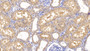 DAB staining on IHC-P; Samples: Human Kidney Tissue;  Primary Ab: 10µg/ml Rabbit Anti-Human FZD4 Antibody Second Ab: 2µg/mL HRP-Linked Caprine Anti-Rabbit IgG Polyclonal Antibody 