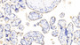 DAB staining on IHC-P; Samples: Human Placenta Tissue;  Primary Ab: 20μg/ml Rabbit Anti-Human VEGF121 Antibody Second Ab: 2µg/mL HRP-Linked Caprine Anti-Rabbit IgG Polyclonal Antibody 