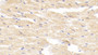 DAB staining on IHC-P; Samples: Rabbit Cardiac Muscle Tissue; Primary Ab: 10μg/ml Cavia Anti-Rabbit LOX1 Antibody Second Ab: 2µg/mL HRP-Linked Rabbit Anti-Cavia IgG Polyclonal Antibody