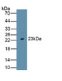 Interferon Tau (IFNt) Polyclonal Antibody, CAU31482