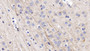 DAB staining on IHC-P; Samples: Rat Cerebrum Tissue;  Primary Ab: 20µg/ml Rabbit Anti-Rat NRG1 Antibody Second Ab: 2µg/mL HRP-Linked Caprine Anti-Rabbit IgG Polyclonal Antibody 