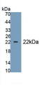 Epiregulin (EREG) Polyclonal Antibody, CAU31507