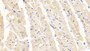 DAB staining on IHC-P; Samples: Rabbit Cardiac Muscle Tissue; Primary Ab: 20μg/ml Cavia Anti-Rabbit SOD1 Antibody Second Ab: 2µg/mL HRP-Linked Rabbit Anti-Cavia IgG Polyclonal Antibody