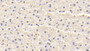 DAB staining on IHC-P; Samples: Rabbit Liver Tissue;  Primary Ab: 20μg/ml Cavia Anti-Rabbit SOD1 Antibody Second Ab: 2µg/mL HRP-Linked Rabbit Anti-Cavia IgG Polyclonal Antibody 