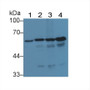 Histone Deacetylase 1 (HDAC1) Polyclonal Antibody, CAU31542