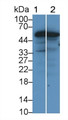 Occludin (OCLN) Polyclonal Antibody, CAU31546