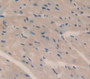 Used in DAB staining on fromalin fixed paraffin- embedded Kidney tissue