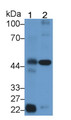 Protease Activated Receptor 1 (PAR1) Polyclonal Antibody, CAU31608