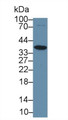 Carbonic Anhydrase IV (CA4) Polyclonal Antibody, CAU31625