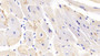 DAB staining on IHC-P; Samples: Human Cardiac Muscle Tissue;  Primary Ab: 20µg/ml Rabbit Anti-Human MAPK6 Antibody Second Ab: 2µg/mL HRP-Linked Caprine Anti-Rabbit IgG Polyclonal Antibody 