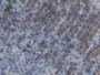 DAB staining on IHC-P; Samples: Rat Stomach Tissue;  Primary Ab: 20µg/ml Rabbit Anti-Rat ABCC11 Anti