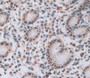 Used in DAB staining on fromalin fixed paraffin- embedded stomach tissue