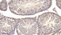 DAB staining on IHC-P; Samples: Mouse Testis Tissue; Primary Ab: 30µg/ml Rabbit Anti-Mouse PLCd1 Antibody Second Ab: 2µg/mL HRP-Linked Caprine Anti-Rabbit IgG Polyclonal Antibody