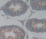 Used in DAB staining on fromalin fixed paraffin- embedded testis tissue