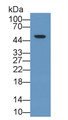 Nuclear Receptor Subfamily 0, Group B, Member 1 (NR0B1) Polyclonal Antibody, CAU31710