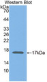 Elongin B (ELOB) Polyclonal Antibody, CAU31711