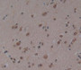 Used in DAB staining on fromalin fixed paraffin- embedded brain tissue