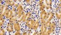 DAB staining on IHC-P; Samples: Mouse Kidney Tissue;  Primary Ab: 10μg/ml Rabbit Anti-Mouse CPPED1 Antibody Second Ab: 2µg/mL HRP-Linked Caprine Anti-Rabbit IgG Polyclonal Antibody 